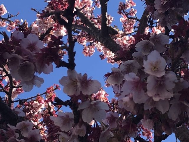 熱海桜 熱海 来宮 糸川遊歩道 メジロ_糸川遊歩道
