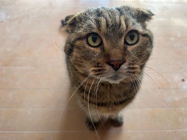 まるくん(=^ェ^=)_陶芸ねるこ窯