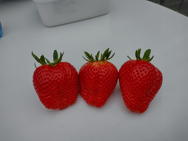 美味しい!_せせらぎ いちごパーク