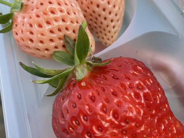 白いちご_大竹いちご園