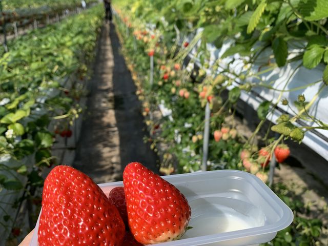 いちごとミルク_塩田東山観光農園