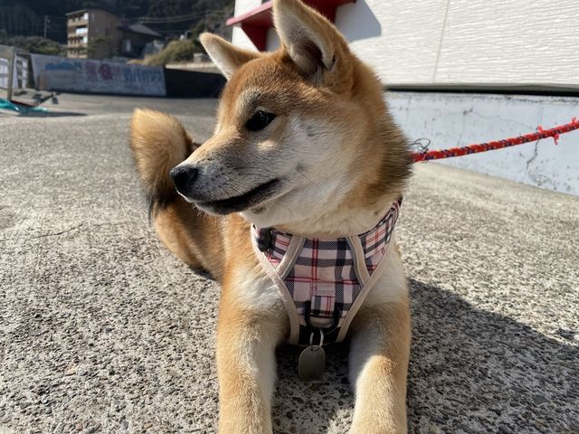 しばけんさん_鴨川観光プラットフォーム