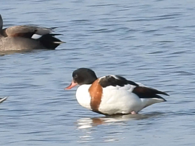 hideさんの汐川干潟の投稿写真1