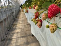 ひさたろうさんのストロベリーヴィレッジこうざきへの投稿写真1