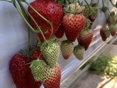 よしよしさんのお陽様農園への投稿写真1