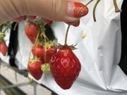 ましゃけぃさんのアローズファーム倉治農場の投稿写真1