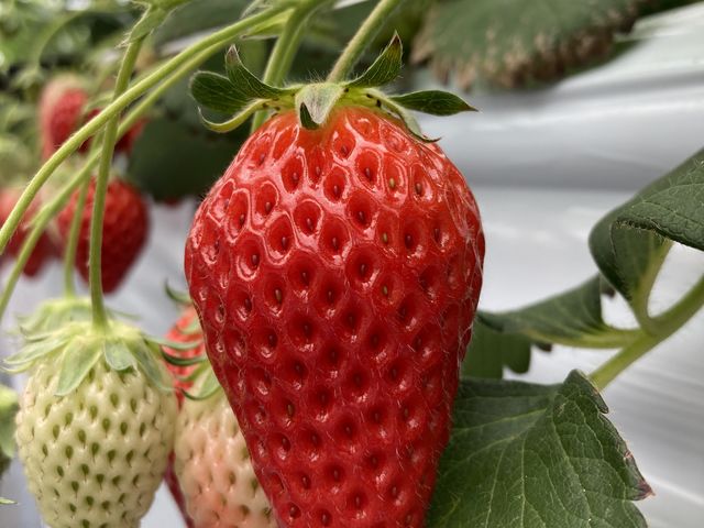あきひめ_優芽いちご園