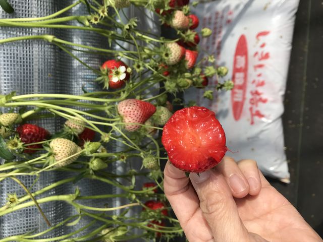 中まで真っ赤な苺です。_strawberryfarm シャインベリー