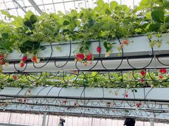 mさんのととりべファームへの投稿写真1