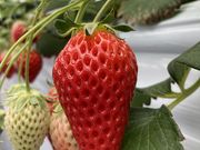 みきさんの優芽いちご園の投稿写真1