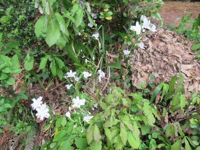 木々の根元にはの白い花が自生_王山古墳群