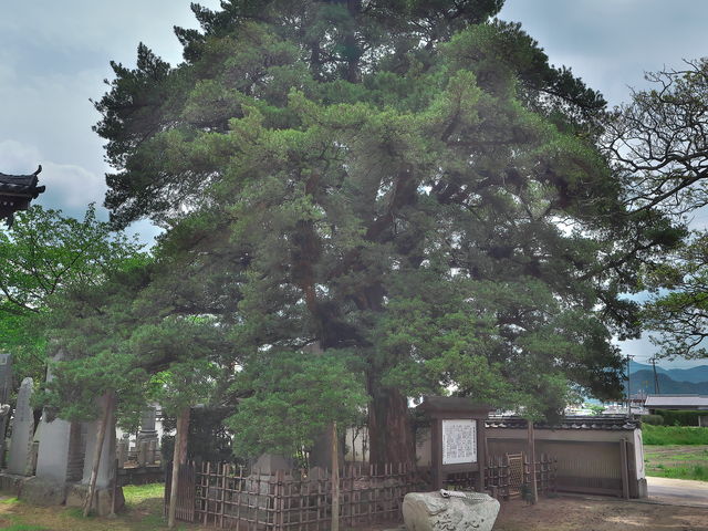 sklfhさんの蓮成寺のイヌマキとフウランの投稿写真1