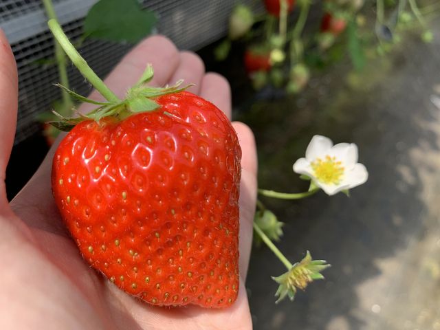 実際になっていたいちごです!!_阿蘇いちご畑-木之内農園-