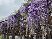きみえさんの北方文化博物館新潟分館の投稿写真2