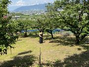 旅好きknockさんのさくらんぼ屋宮原の投稿写真2