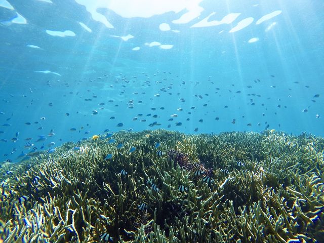 ウミガメ以外にも沢山の熱帯魚を見ることができました!_Chura