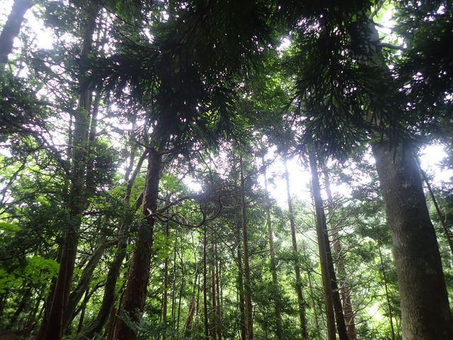 白神山地のブナ林