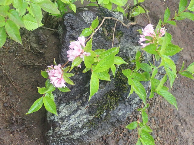 マイBOOさんの岩手山高山植物帯の投稿写真1
