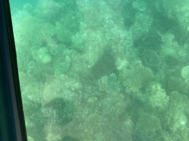 見るのに必死であまり綺麗に撮れていませんでした。実際はもっとよく見えましたよ。_じゅごんの里