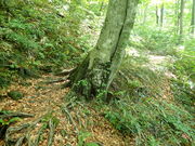 マイBOOさんの太平山の投稿写真1