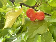 えみこさんのまほろば観光果樹園の投稿写真1