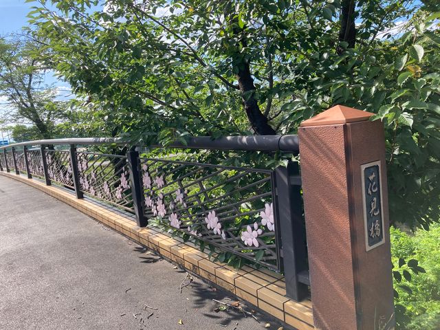 新境川の桜_新境川の桜