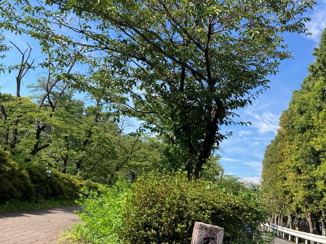 新境川の桜_新境川の桜