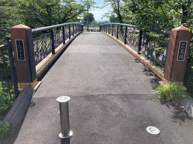 新境川の桜_新境川の桜