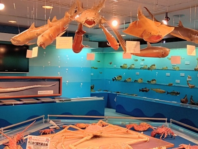 カニとサメのはく製。_香美町立ジオパークと海の文化館