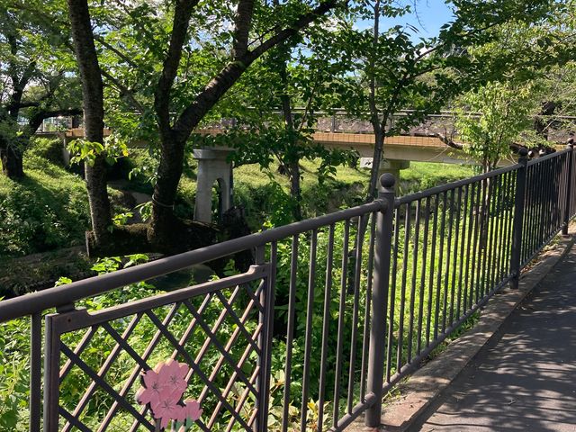 新境川の桜_新境川の桜