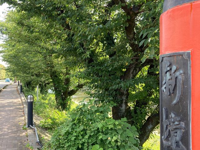 新境川の桜_新境川の桜