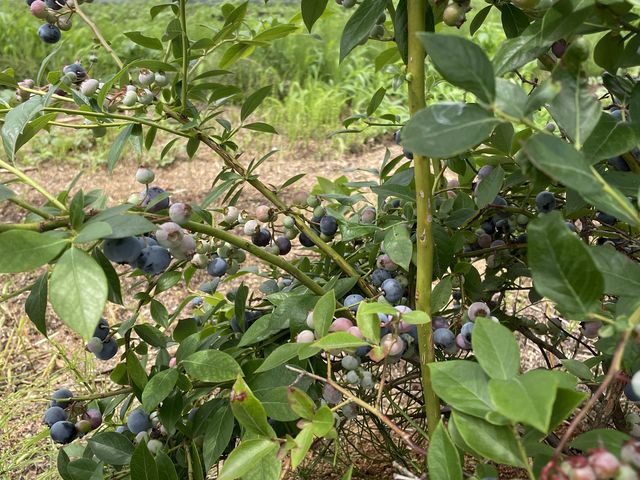 大きい粒がたくさんなってました。_赤城ブルーベリー 齋藤農園