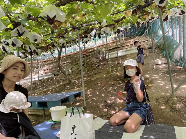 家族で楽しめました。_33横勇園(柏原市観光ぶどうセンター横尾支部)