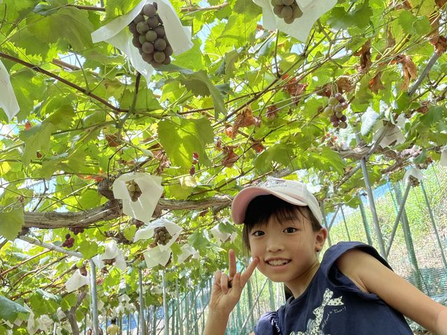 園内には色んなぶどうがあるよ_33横勇園(柏原市観光ぶどうセンター横尾支部)