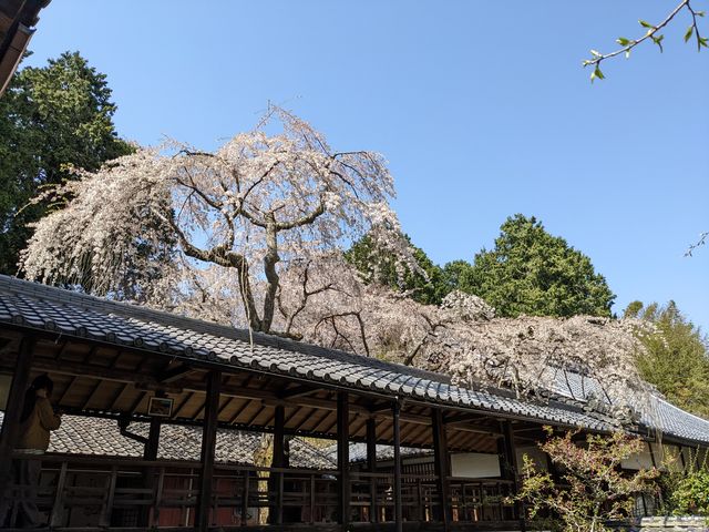 桜_十輪寺