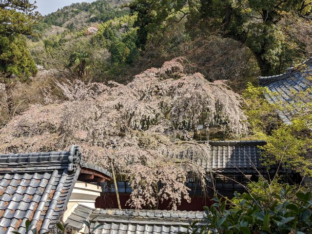 在原業平のお墓の近くから、見下ろす。_十輪寺