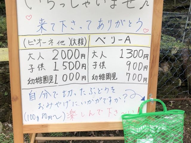 おともだちのお土産も自分でとります!_山本(〇山)農園(柏原市観光ぶどうセンター)