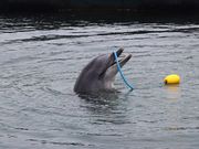 一期一会さんの淡路じゃのひれオートキャンプ場の投稿写真2