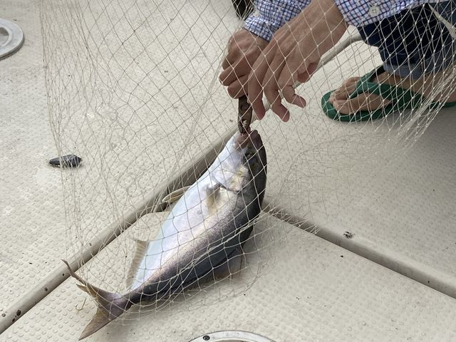 40cm越カンパチ_オーシャンクルーズ