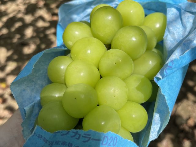 大ぶりのマスカット_山加園