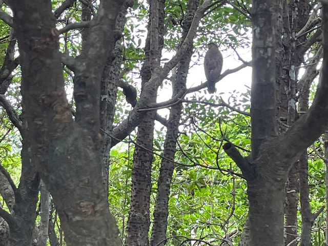 カヌー中に出会ったカンムリワシ_西表島カヌークラブ 空風