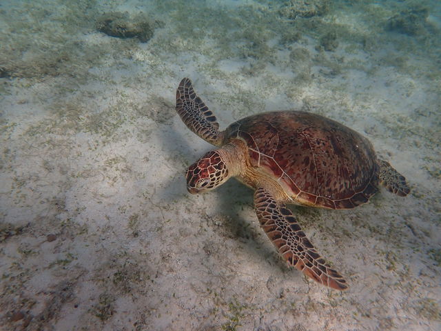 素晴らしい海の世界を垣間見る_伊良部島マリンセンター