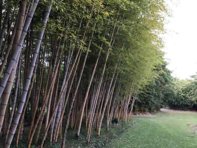 散策によいです_富士竹類植物園