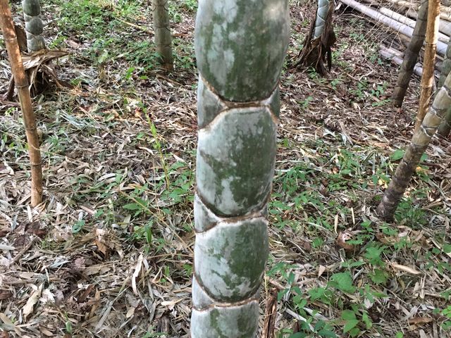 キッコウ竹_富士竹類植物園