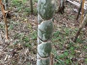 まあちゃんさんの富士竹類植物園の投稿写真2