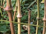 まあちゃんさんの富士竹類植物園の投稿写真3