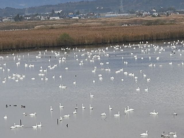 福島潟_福島潟