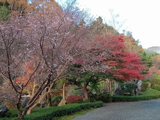 奥の院浄土庭園、紅葉と桜_當麻寺奥院