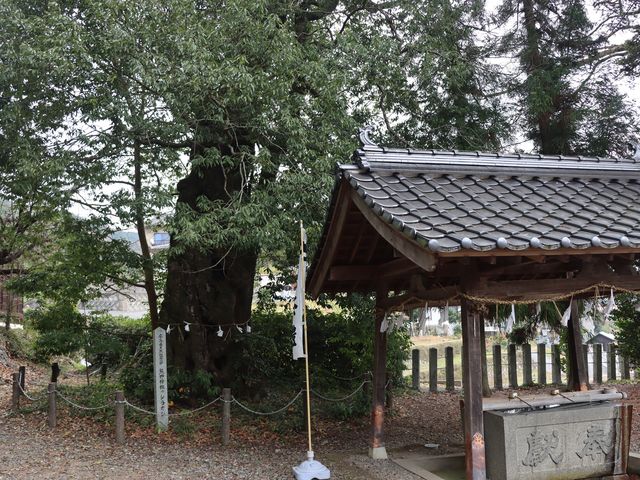 広島県三次市 熊野神社のシラカシ_熊野神社のシラカシ