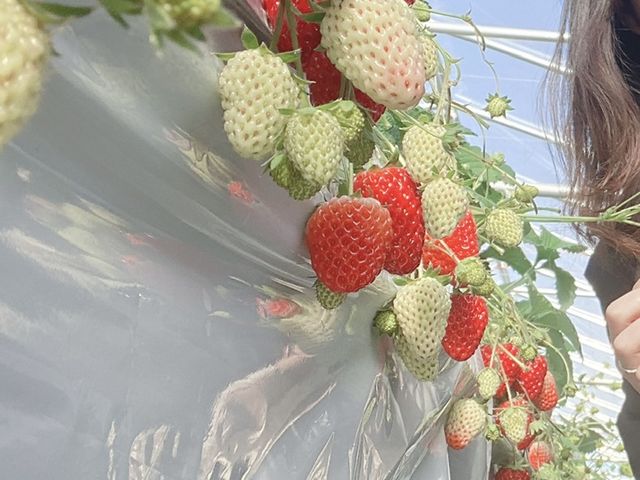 いちごたくさん_大竹いちご園